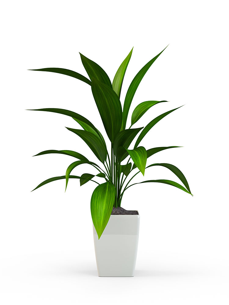 Green potted plant isolated on white background. 3D Rendering, 3
